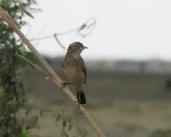 PICO DE PLATA - Hymenops perspicillatus