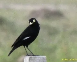 PICO DE PLATA - Hymenops perspicillatus