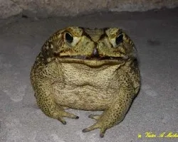 SAPO BUEY  o  KURUR?        Bufo schneideri