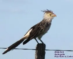 PIRINCHO - Guira guira