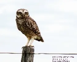 LECHUCITA VIZCACHERA -Athene cunicularia