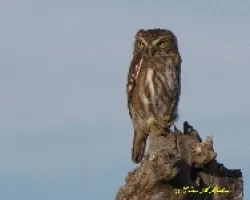 CABURíâ€° CHICO - Glaucidium brasilianum
