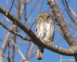 CABURíâ€° CHICO - Glaucidium brasilianum