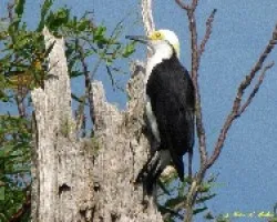 CARPINTERO BLANCO - Melanerpes candidus