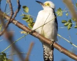 CARPINTERO BLANCO - Melanerpes candidus