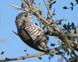 CARPINTERITO COM?N - Picumnus cirratus