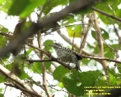 CARPINTERO BATARAZ CHICO -Picoides mixtus