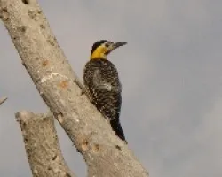 CARPINTERO CAMPESTRE - Colaptes campestris