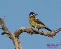 CARPINTERO REAL COM?N -Colaptes melanolaimus