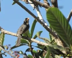 PEPITERO DEL COLLAR - Saltator aurantiirostris
