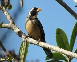 PEPITERO DEL COLLAR - Saltator aurantiirostris