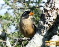 PEPITERO DEL COLLAR - Saltator aurantiirostris