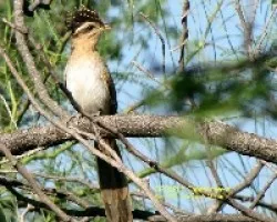 Tapera naevia