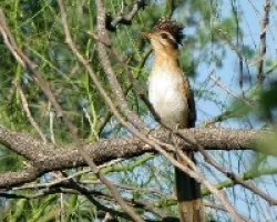 Tapera naevia