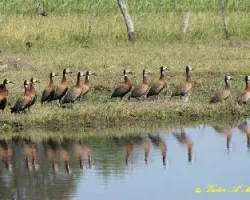 SIRIR?Ã‚Â PAMPA - Dendrocygna viduata