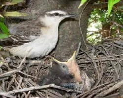 CALANDRIA GRANDE -Mimus saturninus