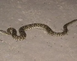 Bothrops alternatus -yarar? de la crruz