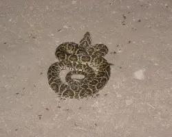 Bothrops alternatus -yarar? de la crruz