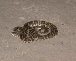 Bothrops alternatus -yarar? de la crruz