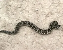Bothrops alternatus -yarar? de la crruz