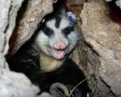 COMADREJA MORA - Didelphys albiventris