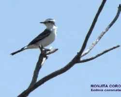 MONJITA CORONADA - Xolmix coronata