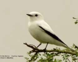 MONJITA BLANCA - Xolmis irupero