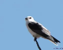 MILANO BLANCO - Elanus leucurus