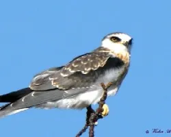MILANO BLANCO - Elanus leucurus