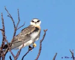 MILANO BLANCO - Elanus leucurus