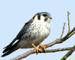 HALCON COLORADO -Falco sparverius