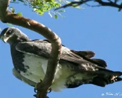 Geranoaetus melanoleucus