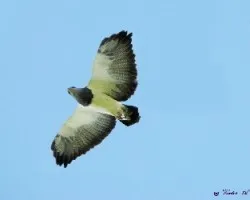 Geranoaetus melanoleucus