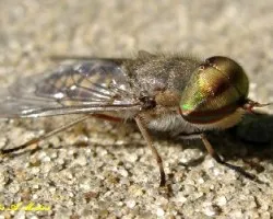 TABANO -Tabanus bovinus