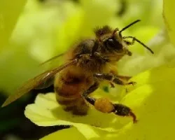 ABEJA DOMíâ€°STICA -Apis mellifera