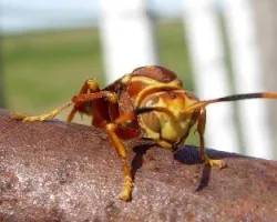 AVISPA COLORADA -Polistes spp