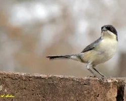 MONTERITA CABEZA NEGRA - Poospiza  melanoleuca