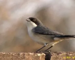 MONTERITA CABEZA NEGRA - Poospiza  melanoleuca