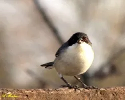 MONTERITA CABEZA NEGRA - Poospiza  melanoleuca