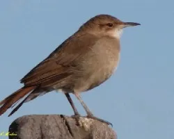 HORNERO  - Furnarius rufus
