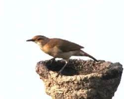 HORNERO  - Furnarius rufus
