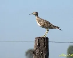 BATIT? -Bartramia longicauda