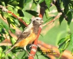 CAPUCHINO GARGANTA CAFíâ€° - Sporophila ruficollis