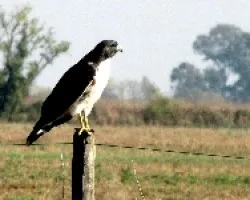 AGUILUCHO COM?N - Buteo polyosoma