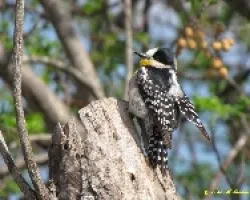 CAPINTERO DEL CARD?Ã¢â‚¬Å“N - Melanerpes cactorum