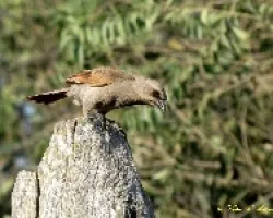 TORDO M?Ã…Â¡SICO -Molothrus badius