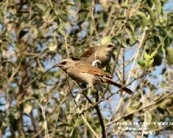 TORDO M?Ã…Â¡SICO -Molothrus badius
