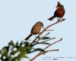 BRASITA DE FUEGO -Coryphospingus cucullatus