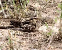 ATAJACAMINOS TIJERA -Hydropsalis brasiliana