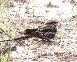ATAJACAMINOS TIJERA -Hydropsalis brasiliana